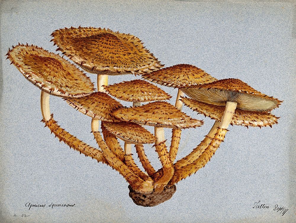 A fungus (Pholiota squarrosa). Watercolour, 1897.