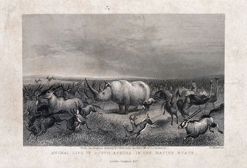 A rhinoceros stands in the midst of a herd of stampeding animals in the desert. Line engraving by H. Adlard after J. Wolf…