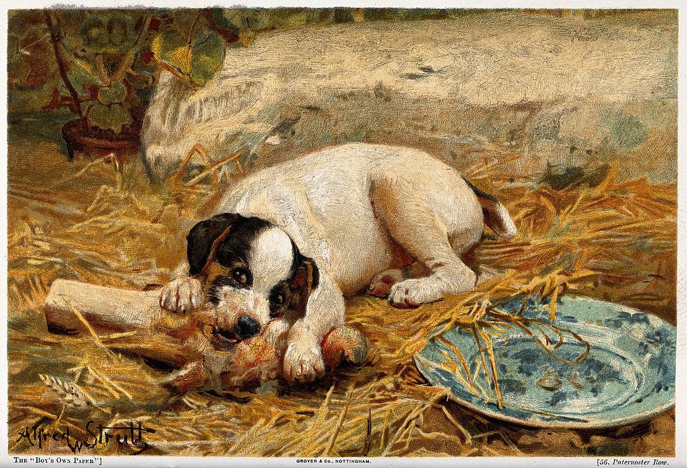 A puppy lying on a straw bed gnawing a bone. Colour line block after a painting by A. W. Strutt.