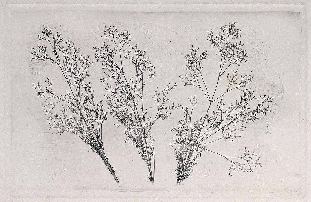 Three grass flower-heads. Intaglio nature print, 19th century.
