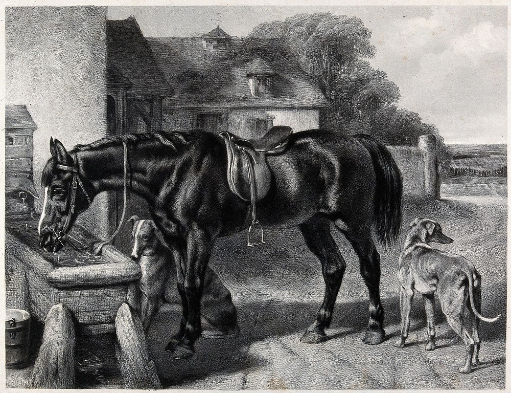 Two dogs standing next to a horse drinking from a trough. Engraving.