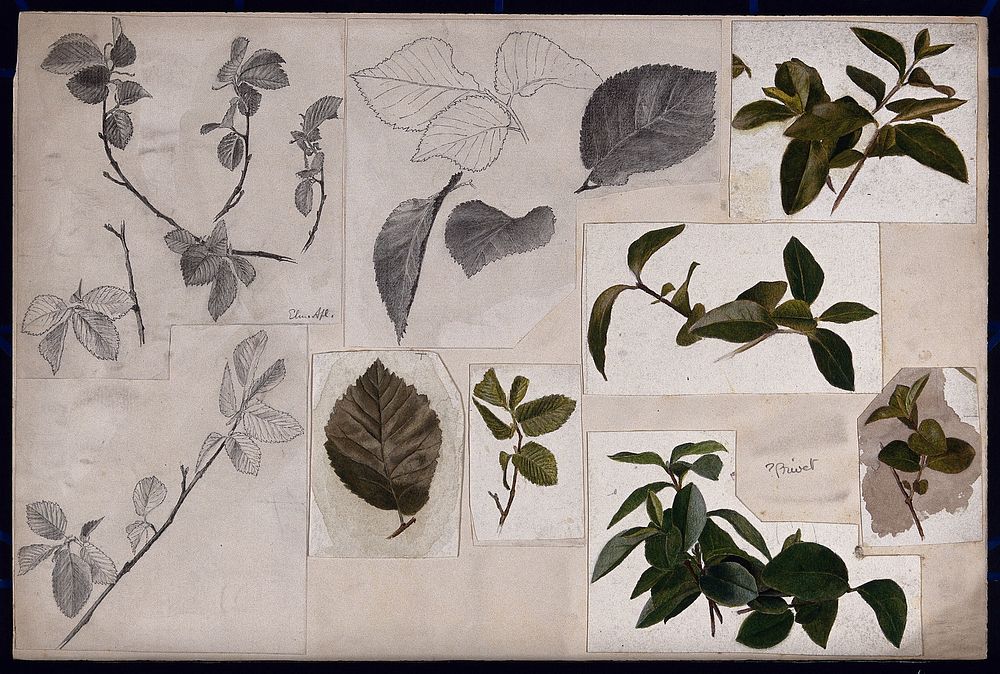 Leaves and twigs of elm (Ulmus) and privet (Ligustrum). Watercolour and pencil drawings.