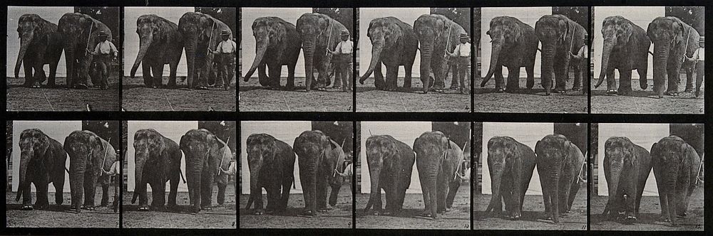 Two elephants and zoo keeper walking. Photogravure after Eadweard Muybridge, 1887.