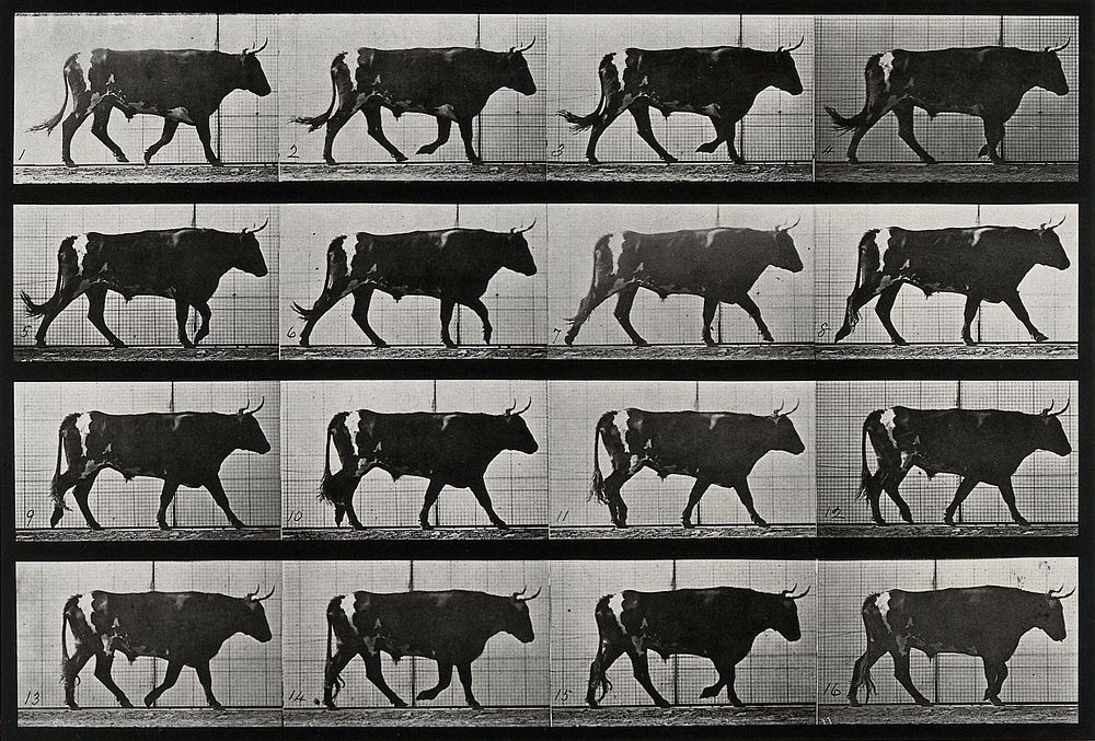 A bull walking. Collotype after Eadweard Muybridge, 1887.