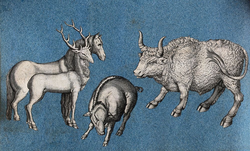 A horse, a deer, a warthog (or wild boar) and a bull. Cut-out engravings pasted onto paper, 16--.