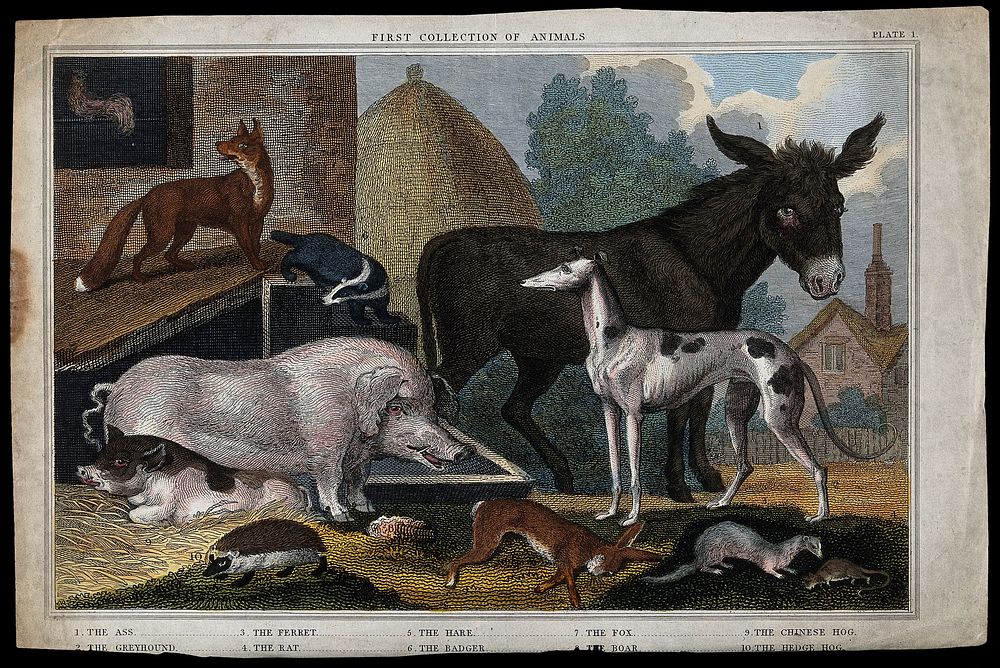 A collection of ten animals, including an ass, a chinese hog, a greyhound and a rat in a farmyard. Coloured etching.