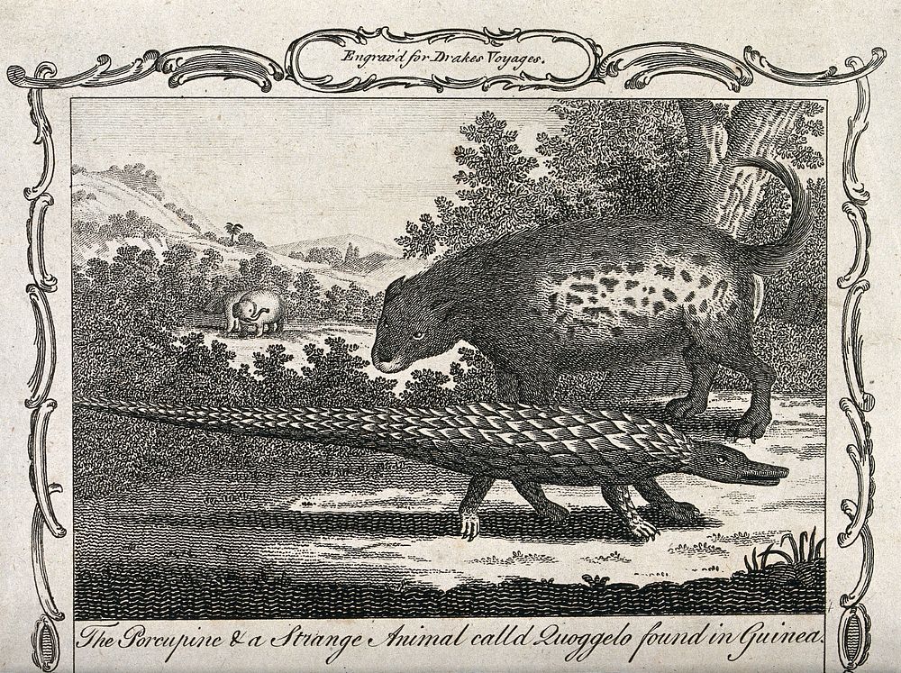 Guinea: an animal identified as a porcupine and another animal resembling a pangolin, standing in a tropical forest with…