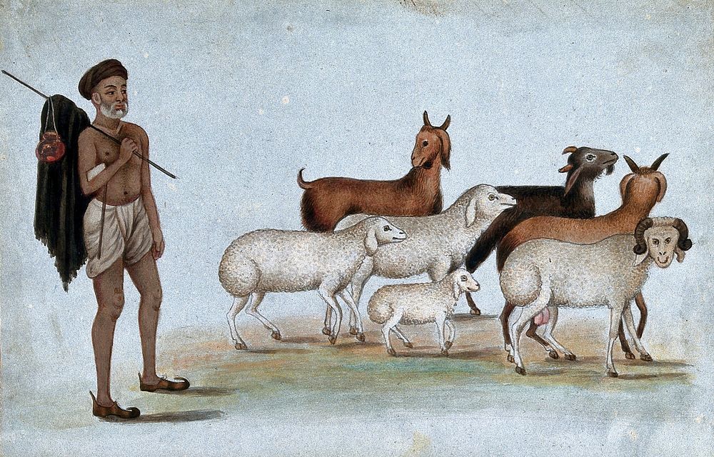 Delhi: a herdsman with his herd of sheep and goats. Watercolour by an Indian painter.