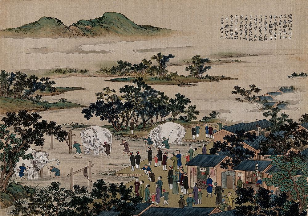 Chinese people washing three large, white elephants. Gouache painting.