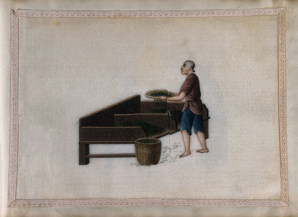 A man grading  tea leaves by sieving them into one of two compartments in a special work table. Painting by a Chinese…