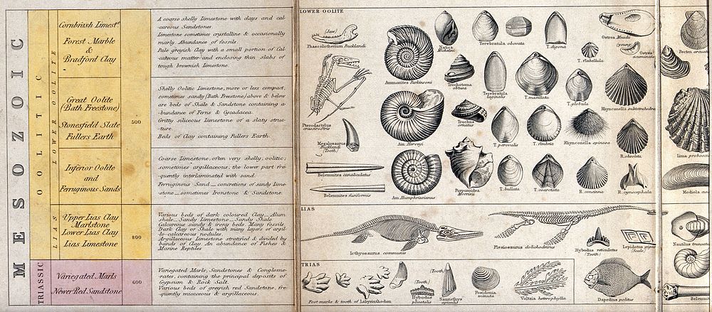 Mesozoic British fossils, arranged in a stratigraphical order with a legend on the left side and captions under each fossil.…