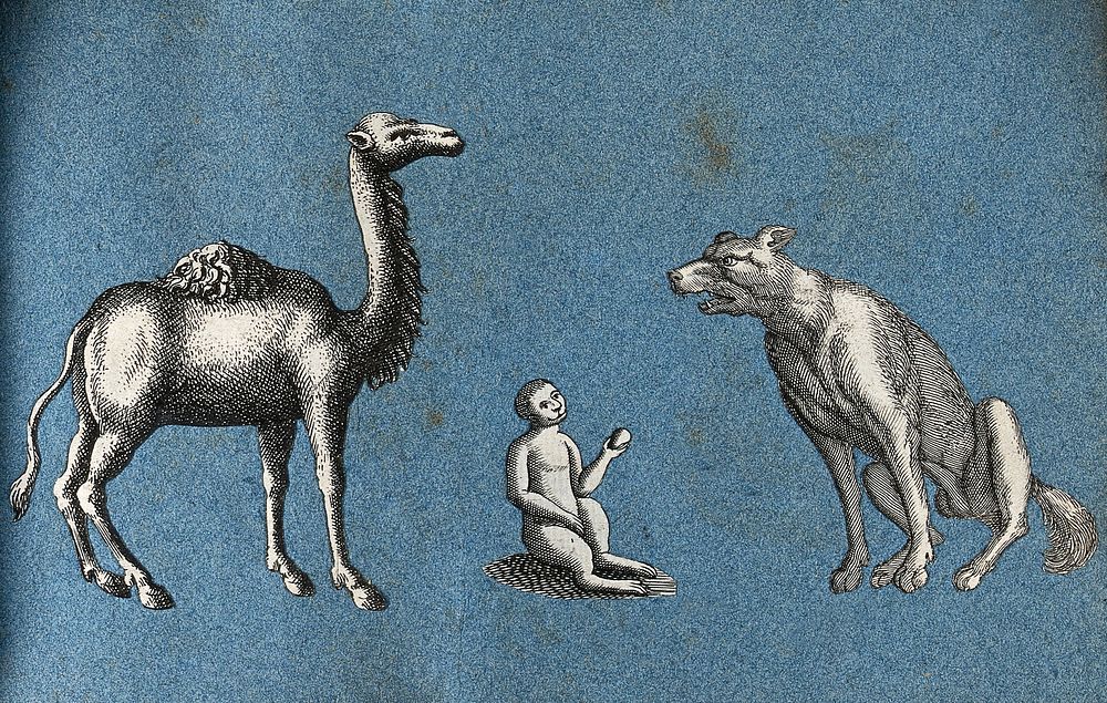 A camel, a monkey and a wolf (or dog). Cut-out engravings pasted onto paper, 16--.