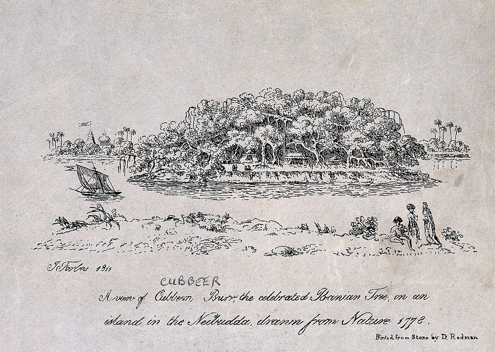 A famous banyan tree (Ficus benghalensis L.), named Cubbeer Burr, on a river island in India. Lithograph by W. Stoker, 1811…