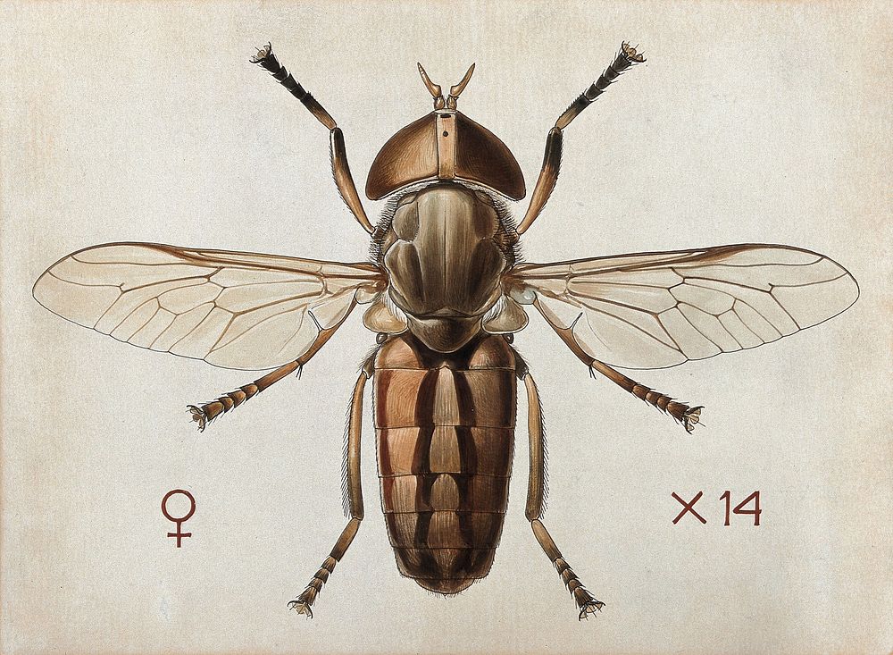 A cleg or horse fly (Tabanus ditaeniatus). Coloured drawing by A.J.E. Terzi.