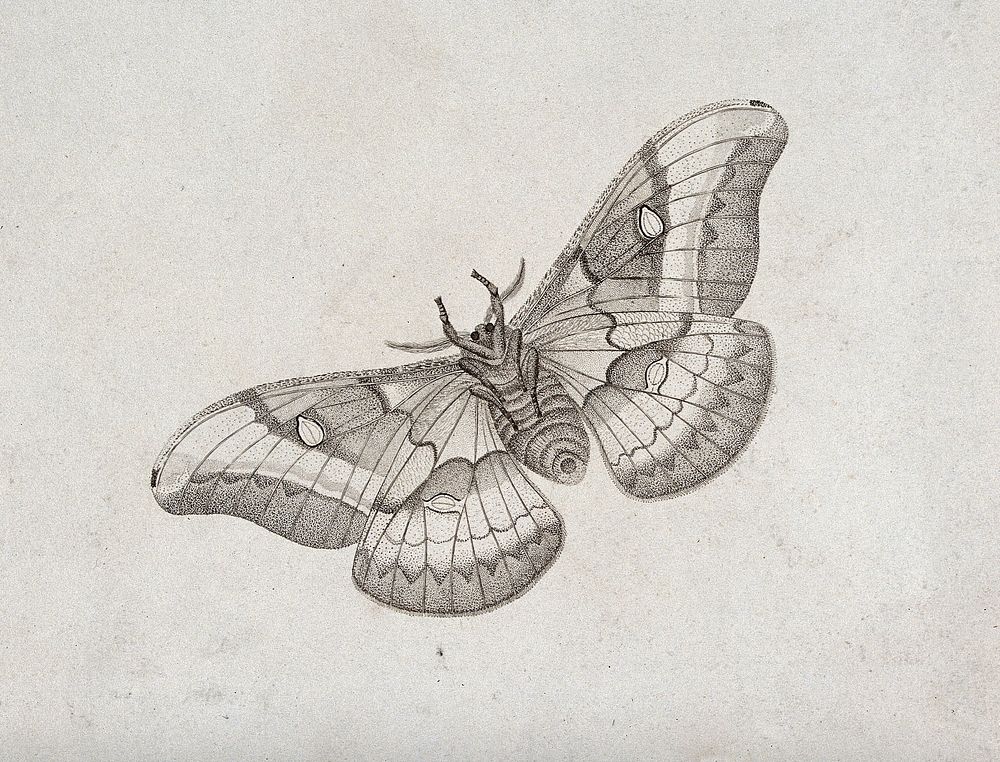 An emperor moth (Saturnia pavonia). Stipple engraving with etching.