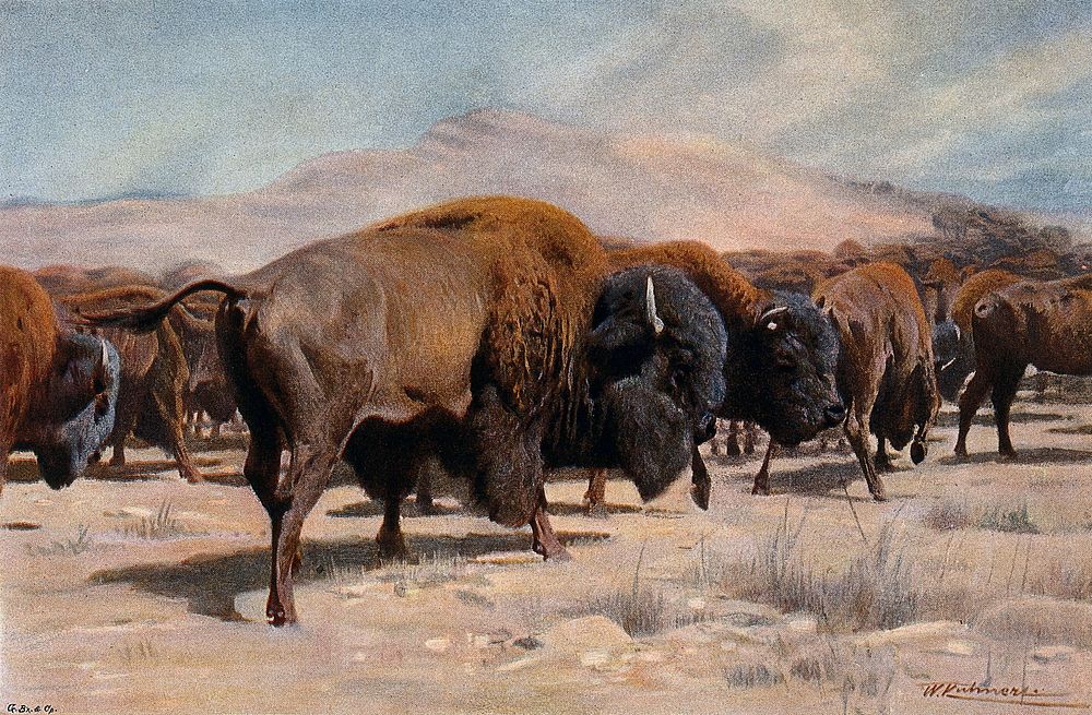 A herd of bisons. Colour lithograph after W.Kuhnert.