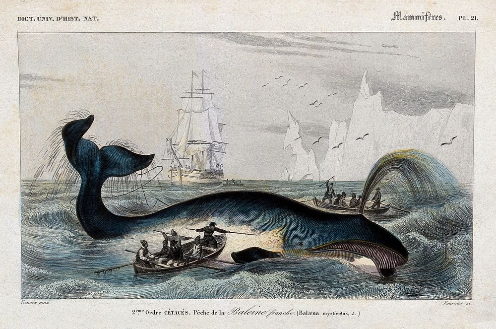 A whale being speared with harpoons by fishermen in the Arctic sea. Engraving by A. M. Fournier after E. Traviès.
