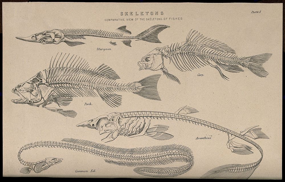 Skeletons of various fish: five figures, illustrating the skeletons of a sturgeon, a carp, a perch, a dogfish and a common…