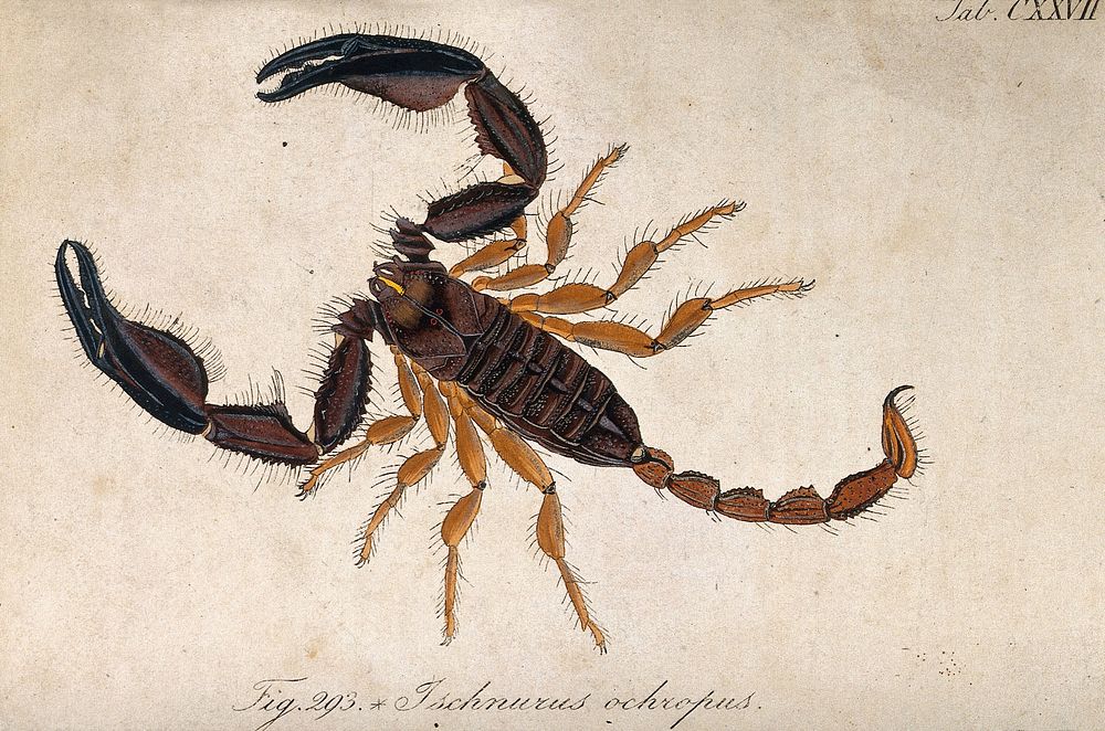 A large scorpion: Ischnurus ochropus. Coloured engraving.