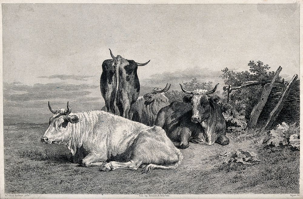 Four cows resting in a field. Etching by Beyer after R. Bonheur.