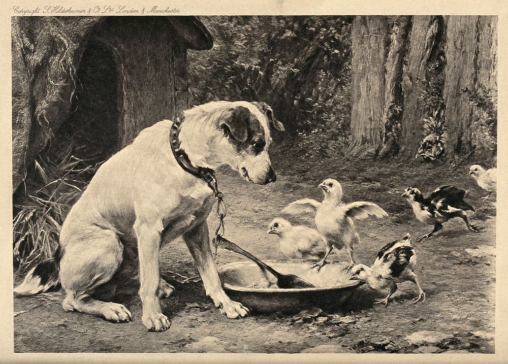 A dog on a chain is watching a couple of chicks trying to reach his food bowl. Line block.
