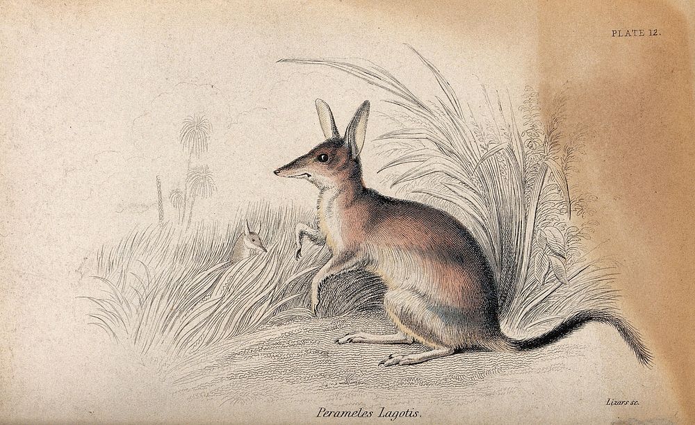 A perameles (small marsupial of the family peramelidae) sitting in a patch of grass. Coloured etching by W. H. Lizars.