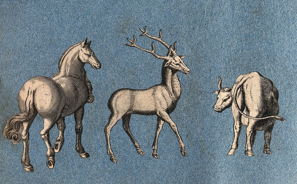 A horse, a deer and a cow. Cut-out engravings pasted onto paper, 16--.