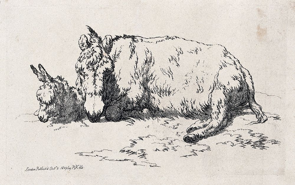 A mule and a foal resting on a patch of grass. Etching.
