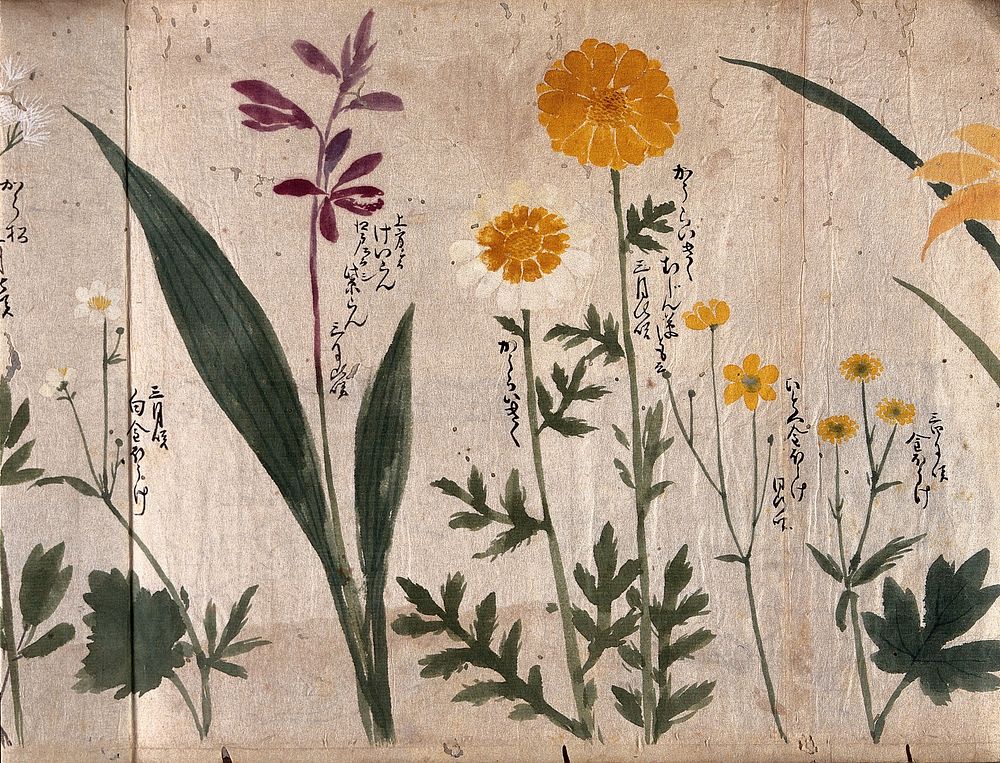 Six flowering plants, two possibly marigolds. Watercolour, c. 1870.