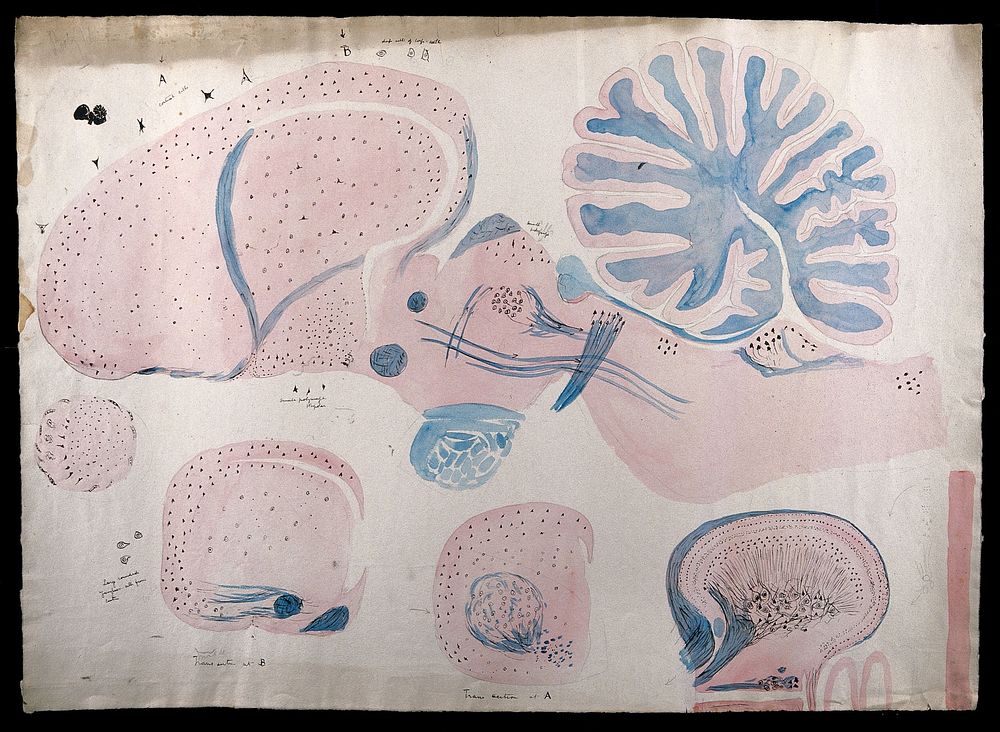 Brain of a rhoea (ie. rhea): five figures showing dissections of the brain. Watercolour, possibly by D. Gascoigne Lillie, ca…