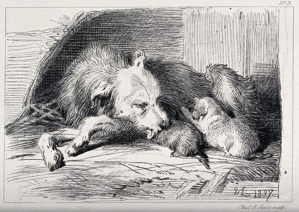 A bitch licking its puppies while they are feeding on her. Etching by C. Lewis after E. H. Landseer.