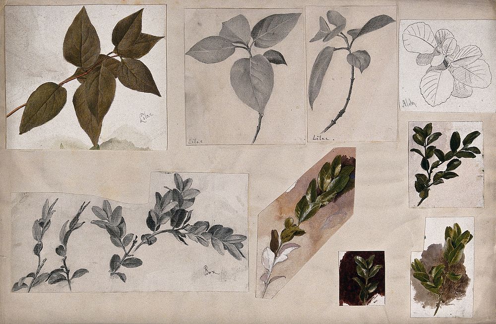 Leaves and twigs of lilac (Syringa), box (Buxus) and alder (Alnus). Watercolour, pencil and pen drawings.