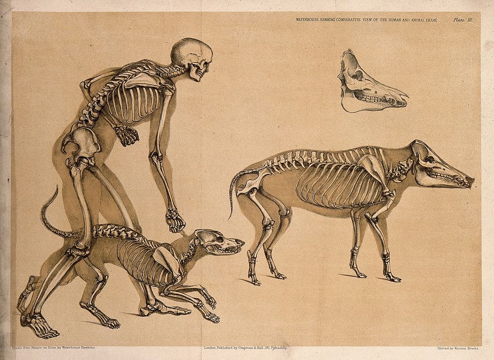 Skeleton of a man, with the those of a dog and a wild boar: four figures, including a detail of a wild boar. Lithograph by…