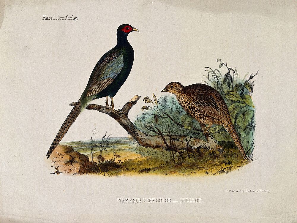 A male and female Japanese pheasant. Coloured lithograph by W. E. Hitchcock, ca. 1858.