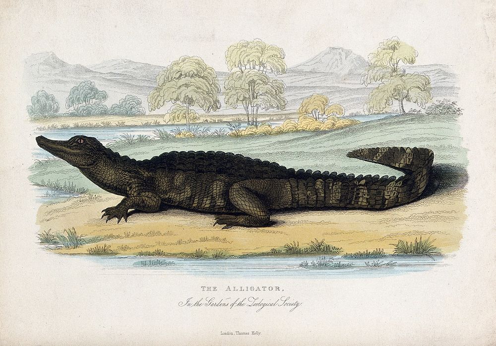 Zoological Society of London: an alligator lying on the shores of a lake in the gardens. Coloured etching.
