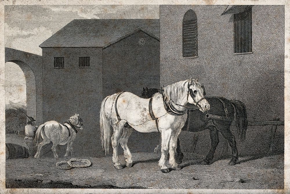 Two horses in full harness standing in a courtyard. Engraving by J. Scott after A. Cooper.