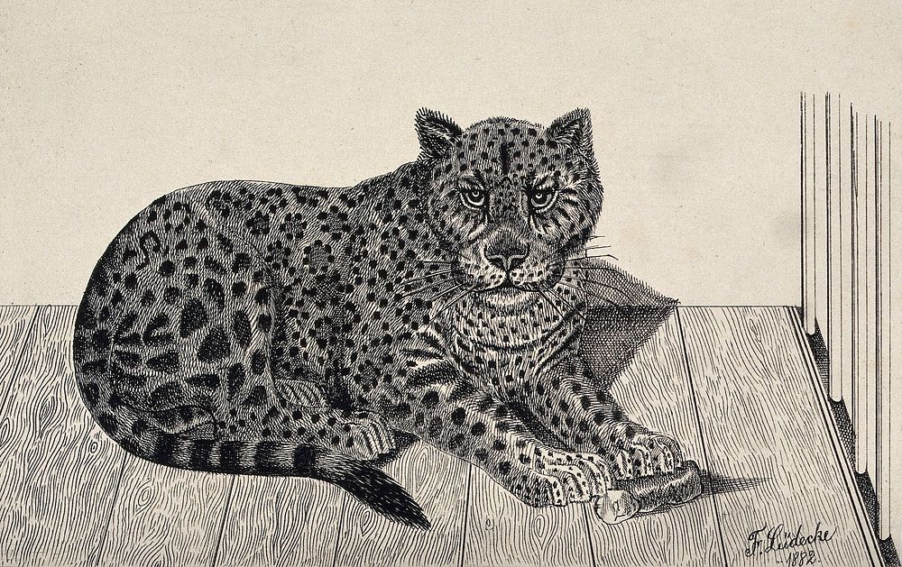 A jaguar in an enclosure. Reproduction of an etching by F. Lüdecke.
