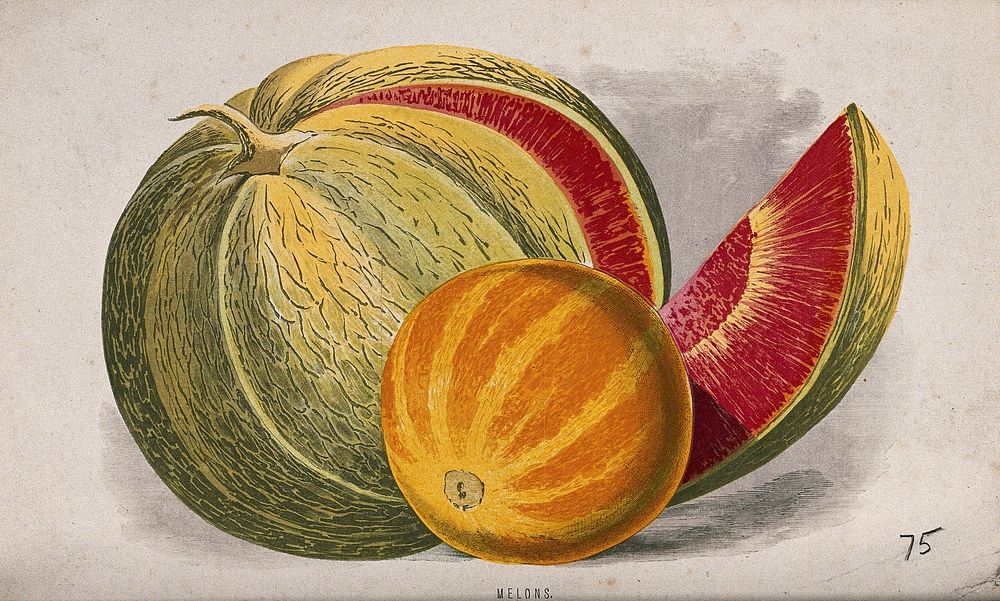 Two melon fruits, a honeydew melon (Cucumis melo) and water melon (Citrullus lanatus) Chromolithograph, c. 1870, after H.…