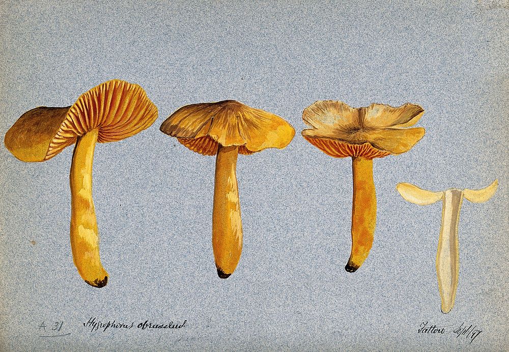 A fungus (Hygrocybe obrussea): four fruiting bodies, one sectioned. Watercolour, 1897.