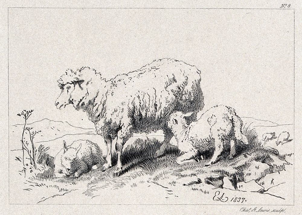 A sheep with two lambs on a meadow. Etching by C. G. Lewis after E. H. Landseer.
