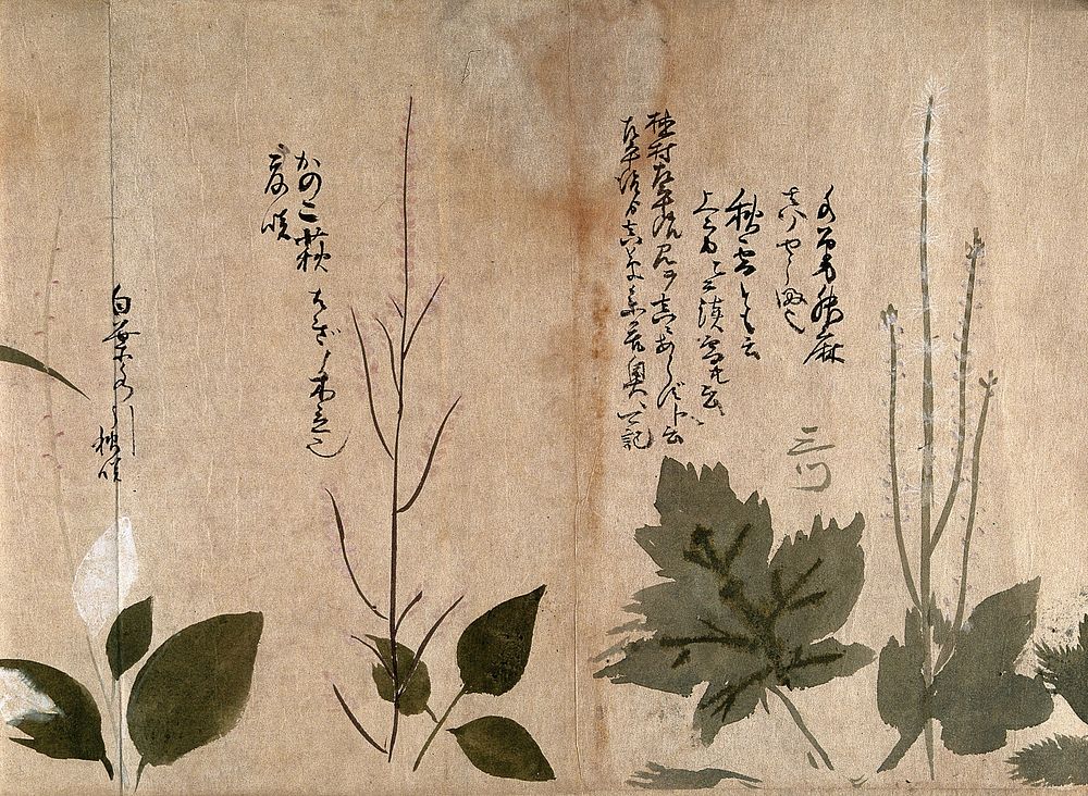 Three flowering plants. Watercolour, c. 1870.