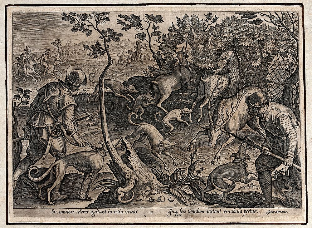 Hunting: dogs scare the deer into nets, while a hunter throws his spear into the antlers of a stag. Engraving by Philipp…