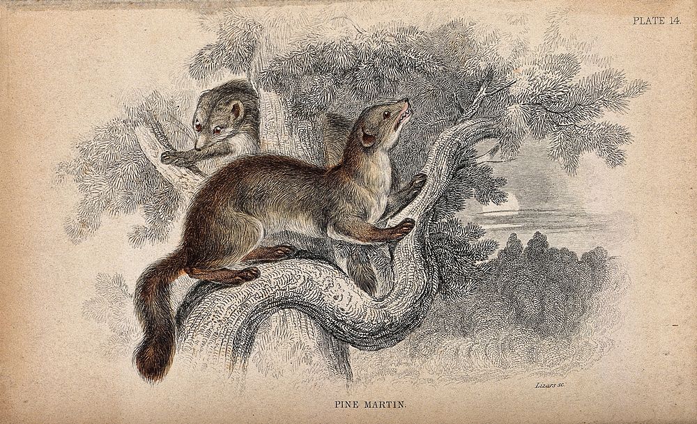 Two pine- martens (mustela martes) climbing a tree. Coloured etching by W. H. Lizars.