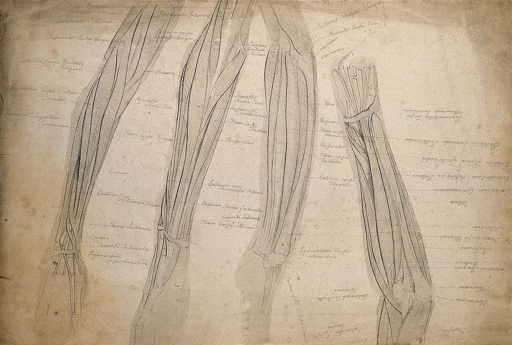 Muscles of the arm: four figures. Pencil drawing, 1804/1815.