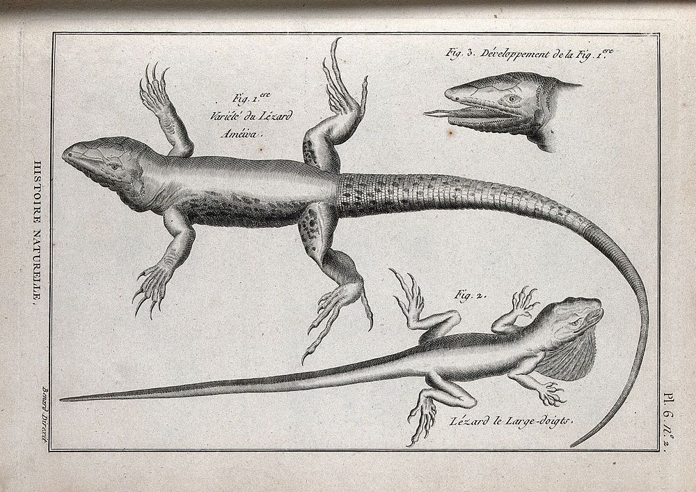 Two types of lizard, including the large spotted ground lizard. Engraving, ca. 1778.