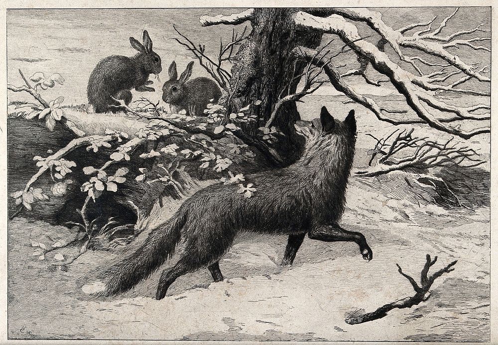 A winter scene with a fox watching rabbits feeding in the snow. Etching by W C.