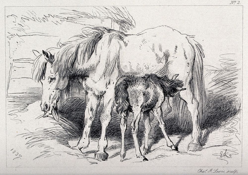 A foal feeding on a mare. Etching by C. Lewis after E. H. Landseer.