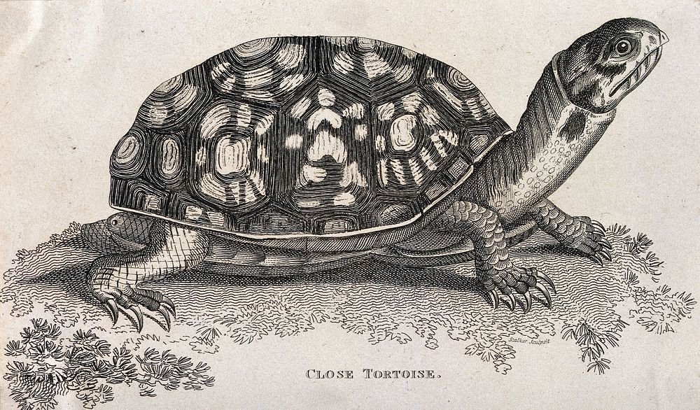 A tortoise. Etching by E. Stalker, ca. 1801.