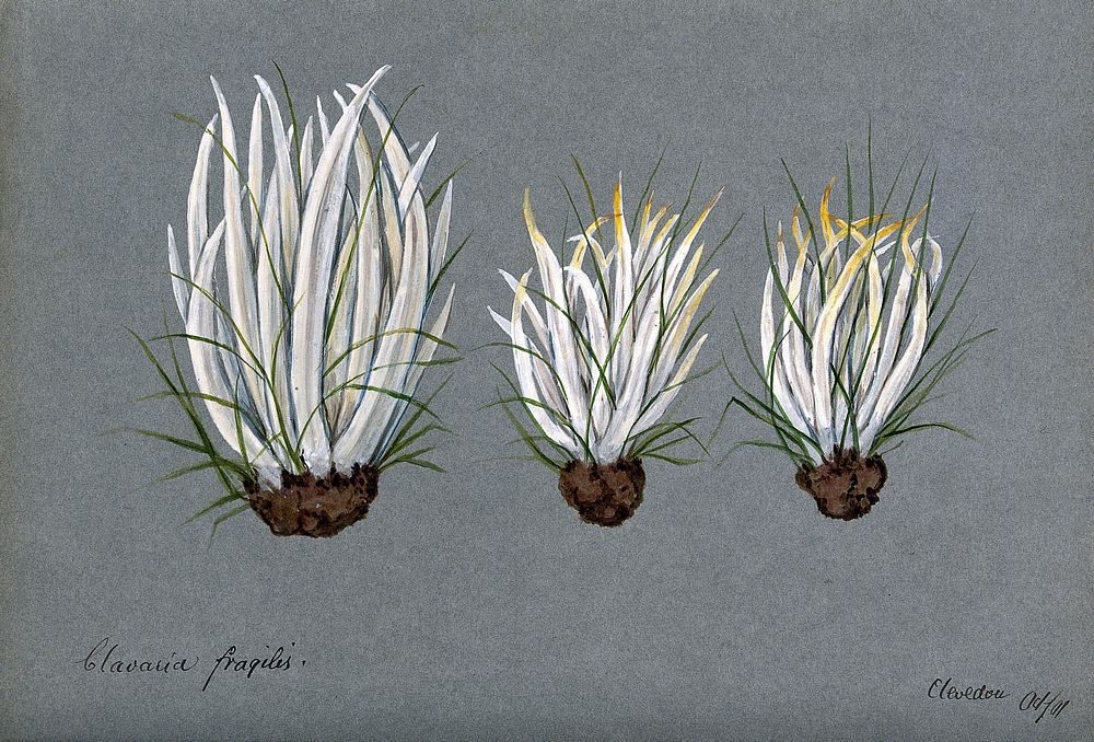 White spindles fungus (Clavaria fragilis): three fruiting bodies growing amongst grass. Watercolour, 1901.