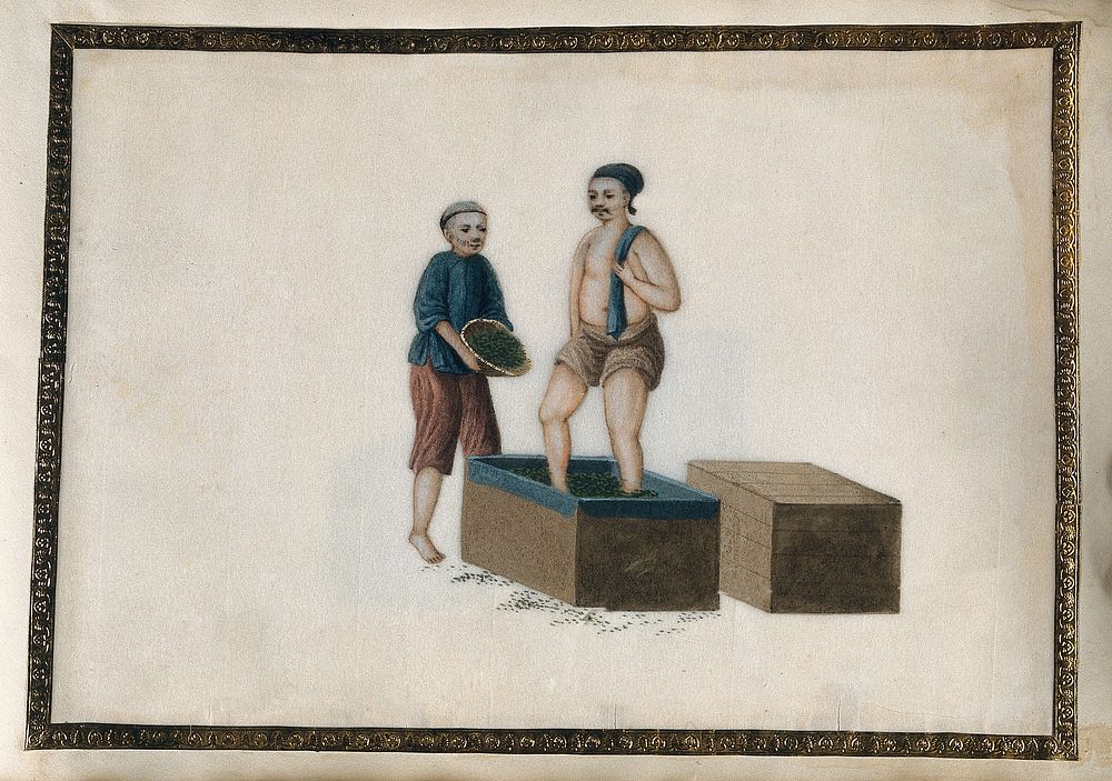 A man packs tea leaves down into a large wooden crate by stamping them with his feet; another pours more tea leaves into the…